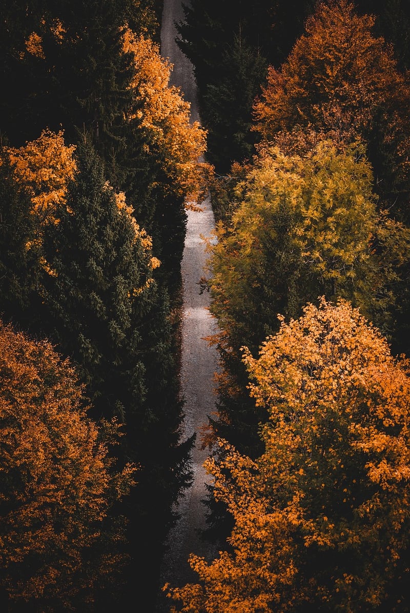 Nature Mindfulness Walks