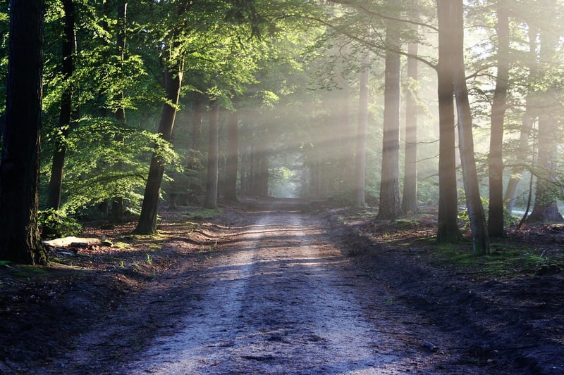 Nature Mindfulness Walk